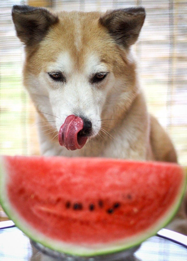 Dog About to Eat Watermelon