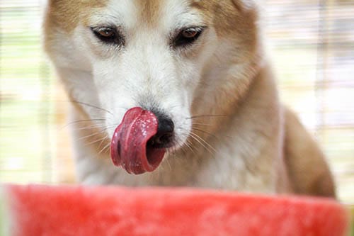 Cool Treats for your Dog on Hot Days