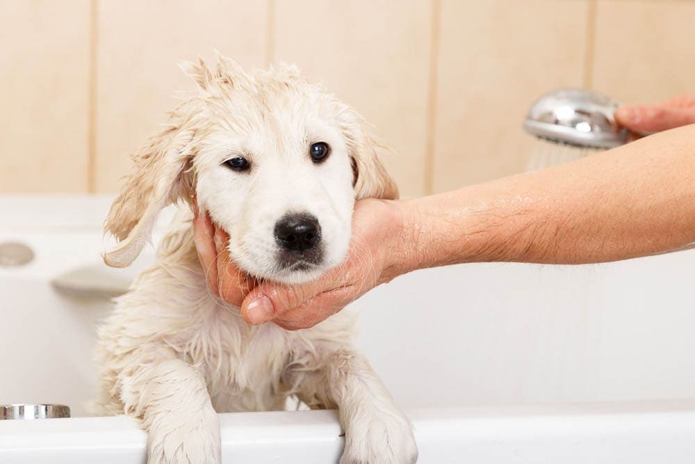 Wash your dog ~ perfect for your Hot Day activities with your Dog