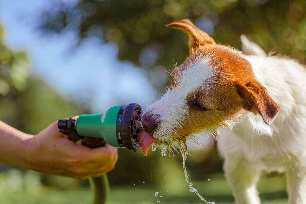 Sprinkler Time! Perfect for your Hot Day activities with your Dog
