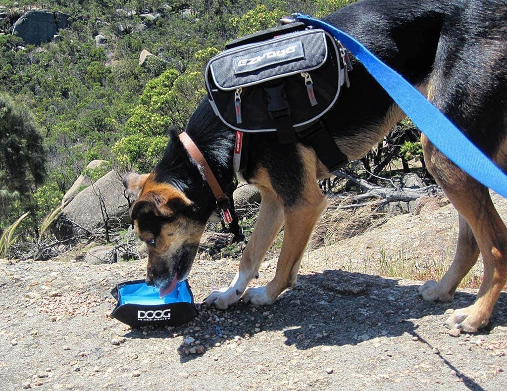 Hydration for your dog while hiking in the Summer is very important