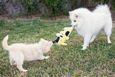Love Your Pet Day - A Letter to my Dogs