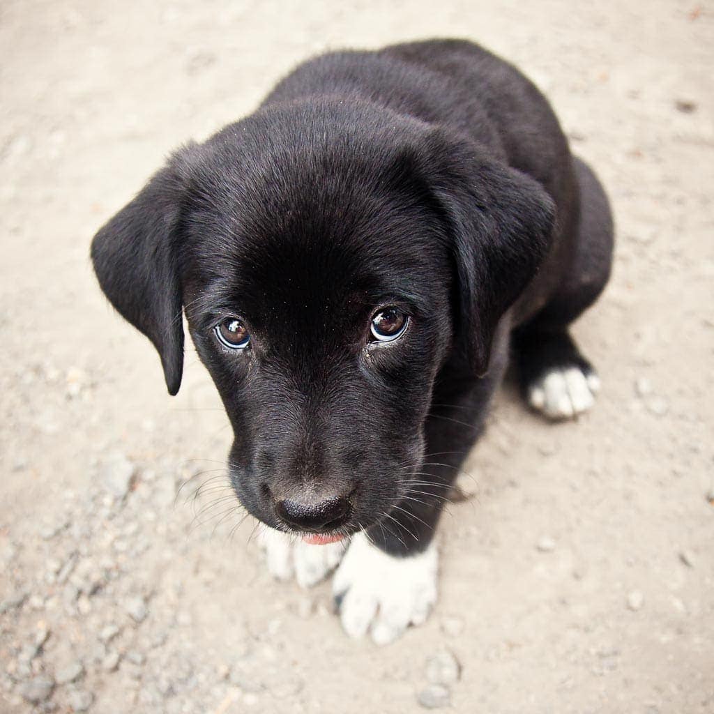 Many dogs feel anxious at the vet clinic and it’s best to be seen as promptly as possible.