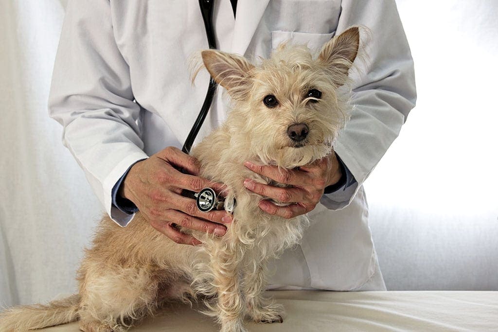 Vet and dog - how to choose the right vet for your dog
