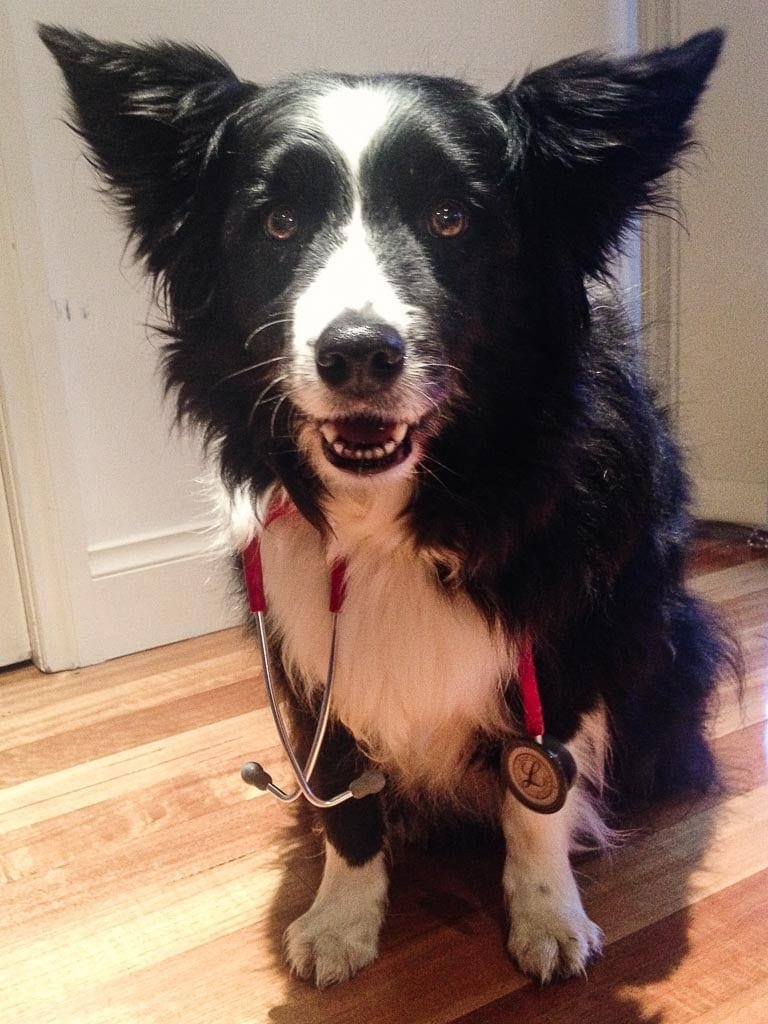 Border Collie with stethoscope