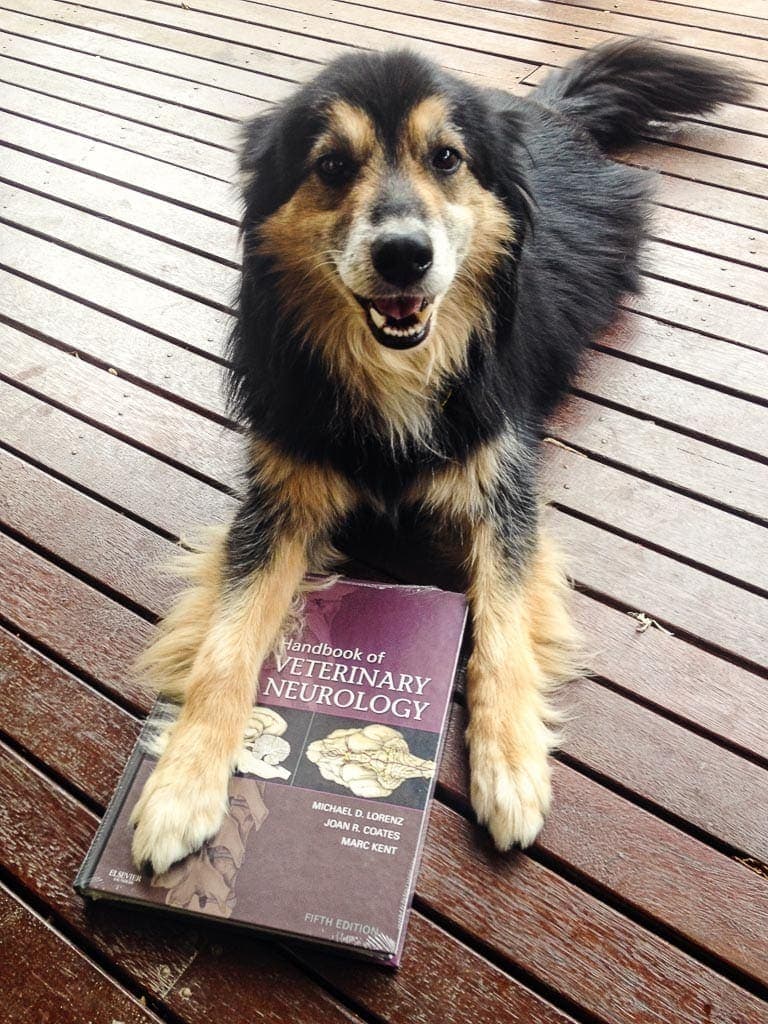 Border Collie with Veterinarian Book
