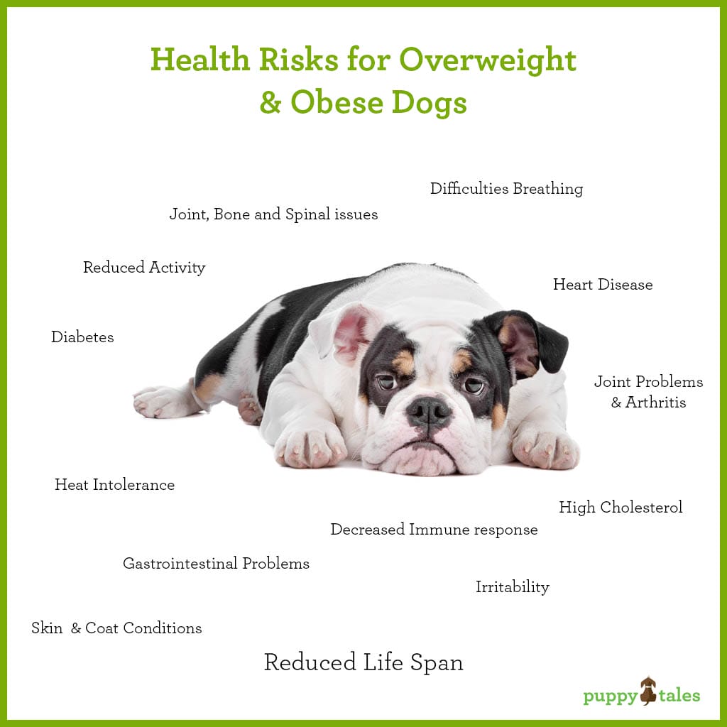 Canine Obesity Chart