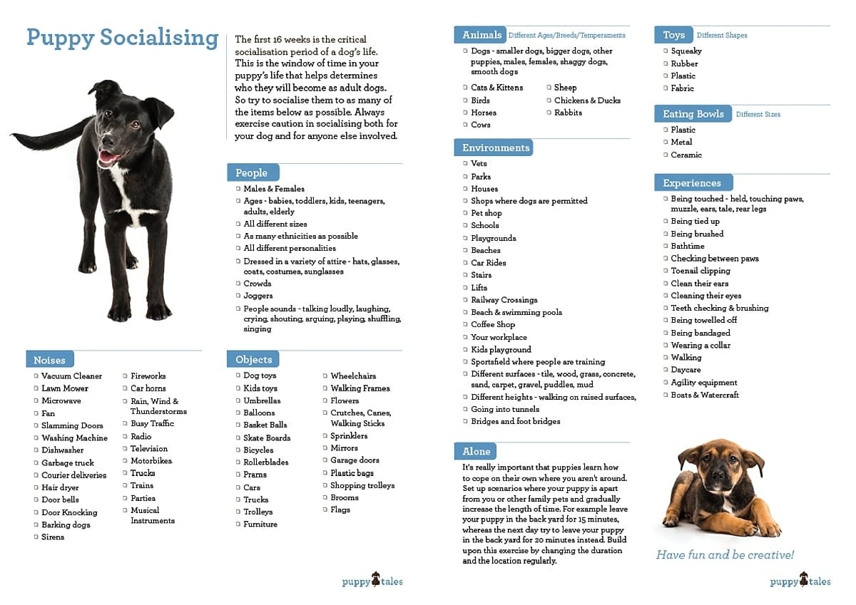 Socialisation Checklist for Your New Puppy