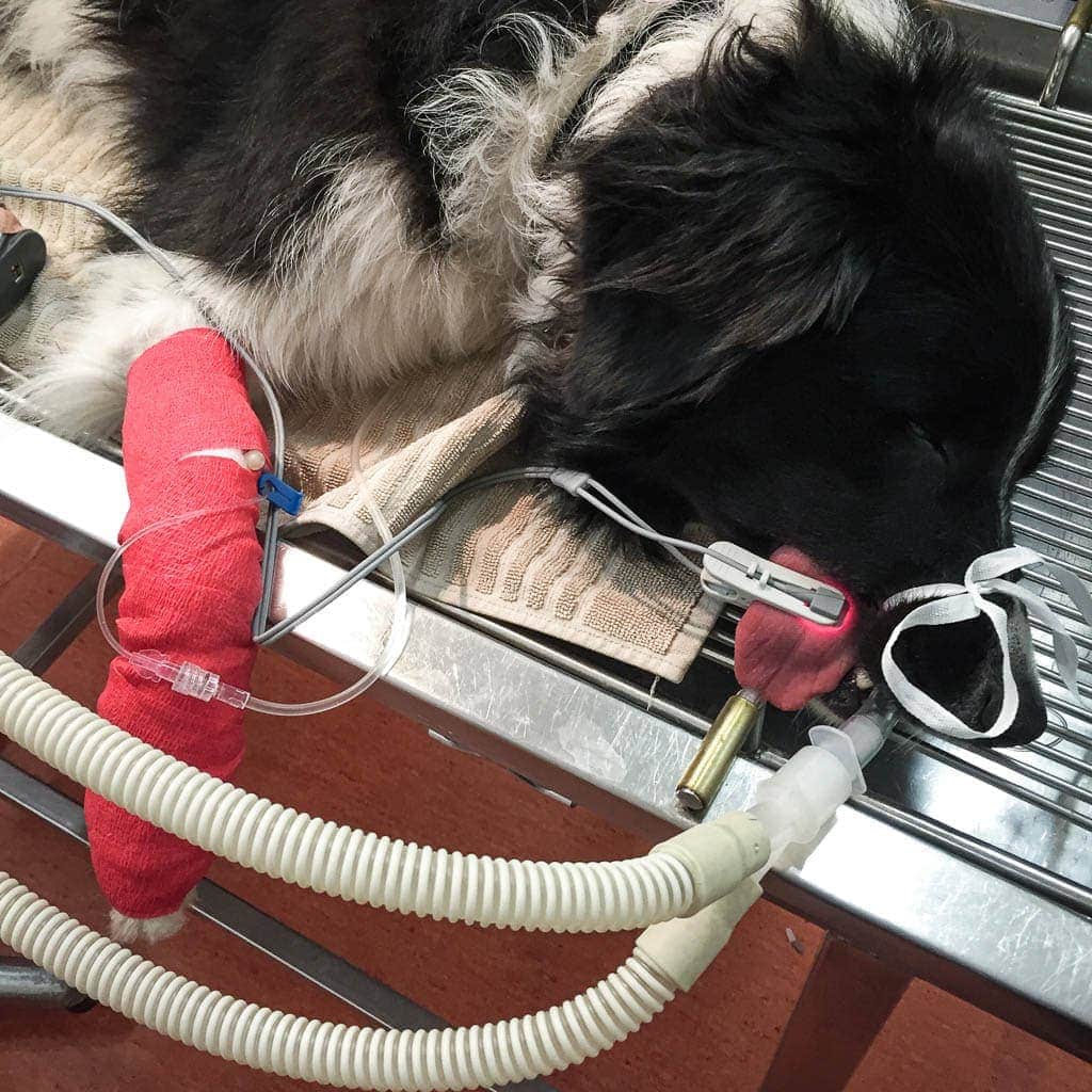 how long does it take for a dog to recover after desexing