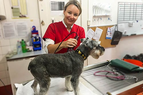 Dr Abbie Tipler talks about deadly tick paralysis, how it may affect your dog, signs to watch for and most importantly, how to prevent your dog from being a fatal statistic.