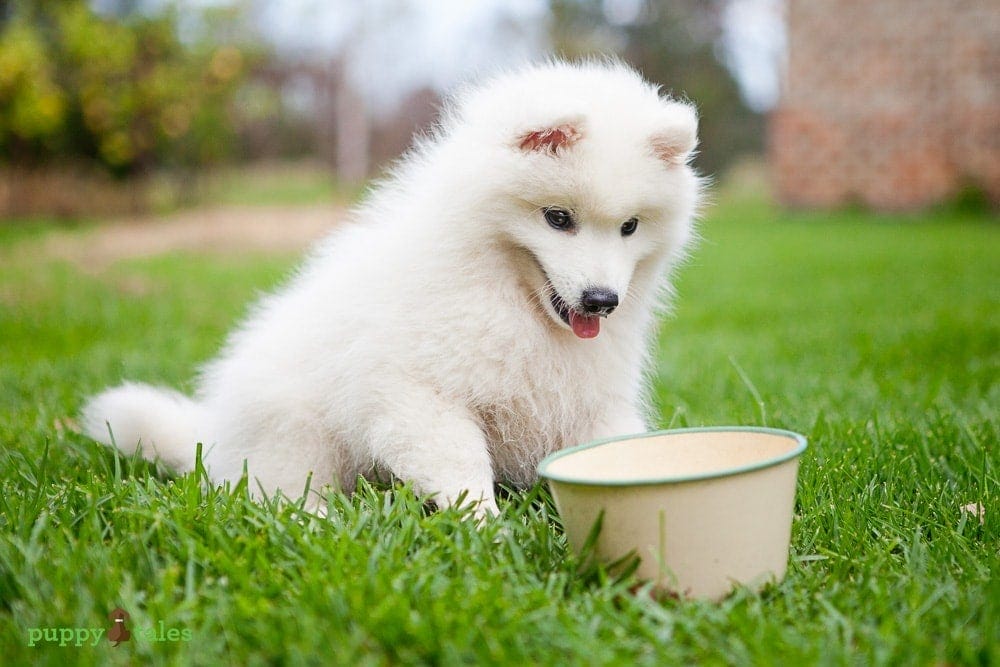 Your Puppy’s First Health Check ~ Diet
