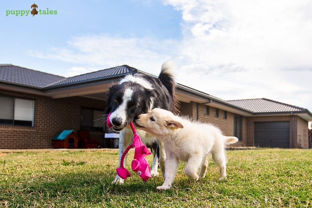 Your Puppy’s First Health Check ~ Socialisation