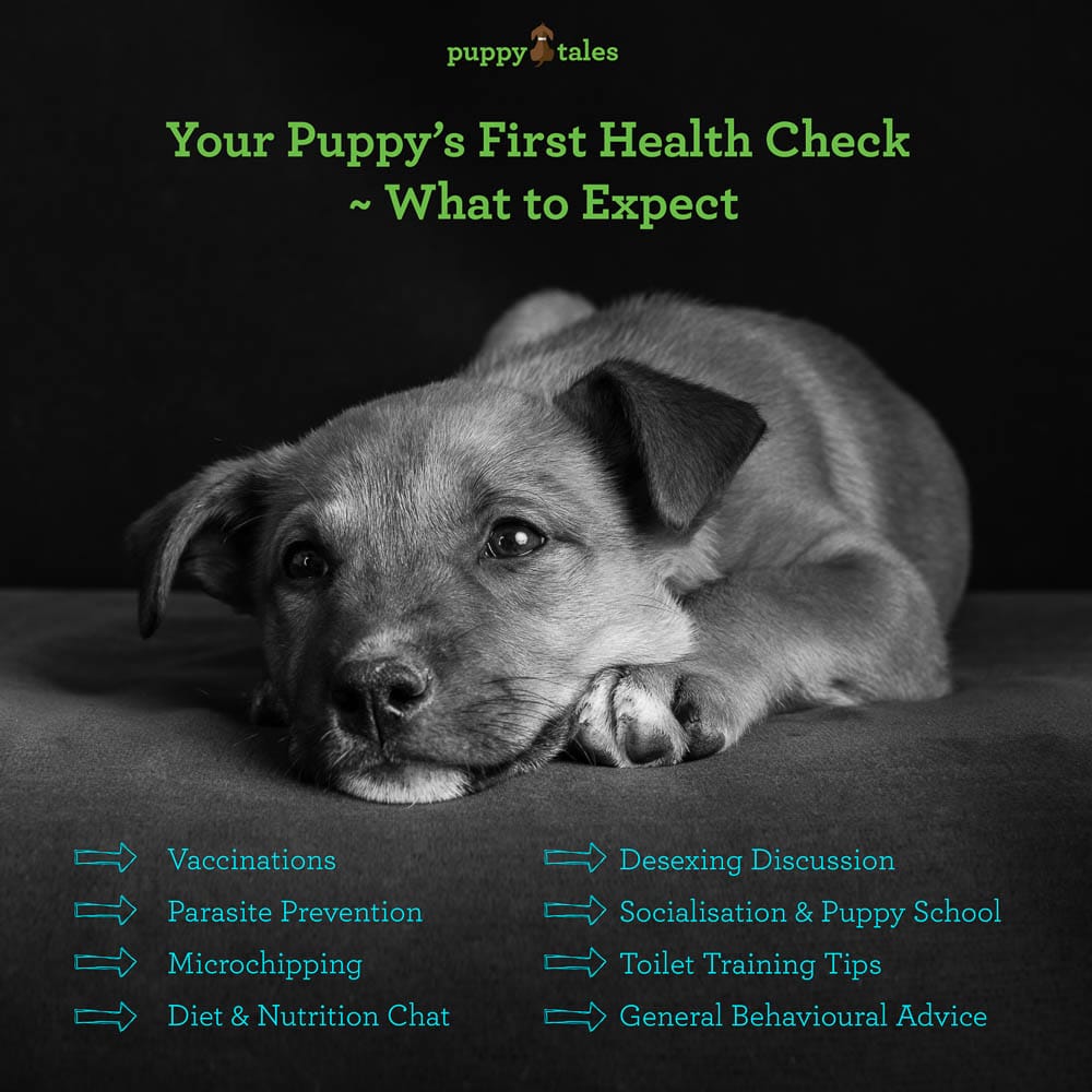 Your Puppy’s First Health Check ~ What to Expect