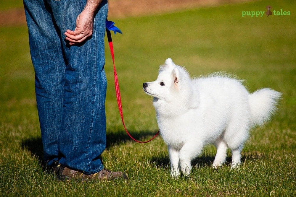 Your Puppy’s First Health Check ~ Toilet Training