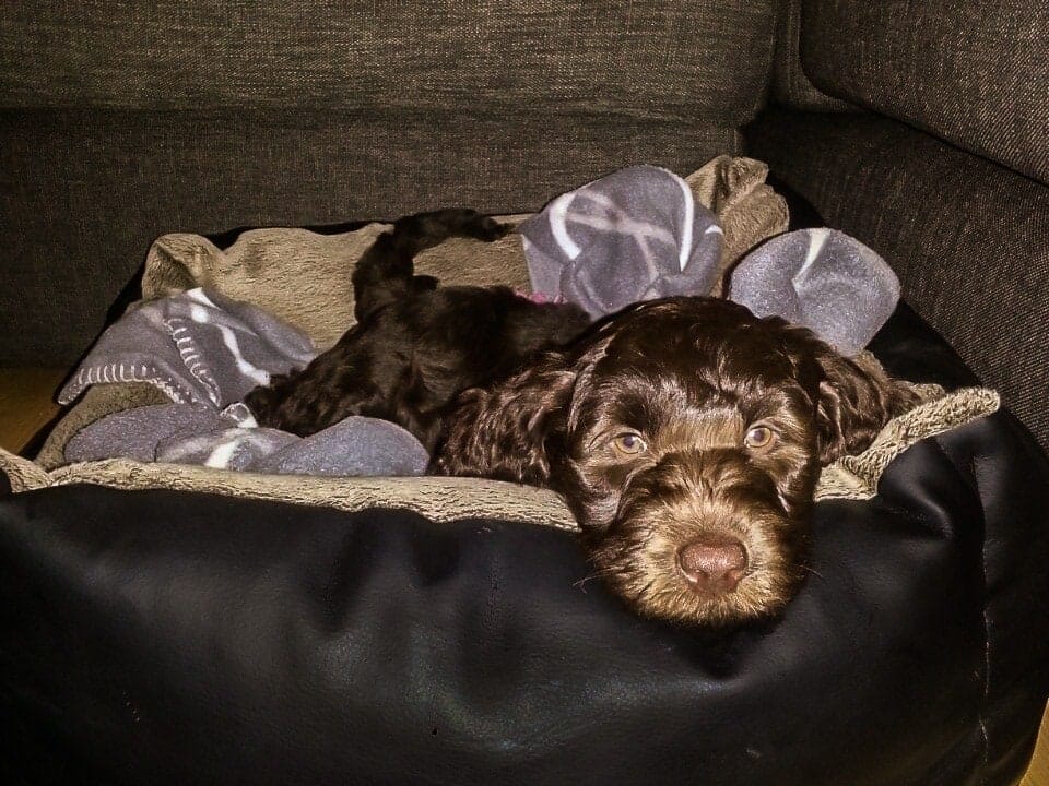 Alfie the Labradoodle was an adorable puppy.