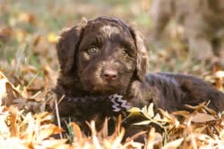 Alfie the Labradoodle was a reactive puppy and required rehabilitation.