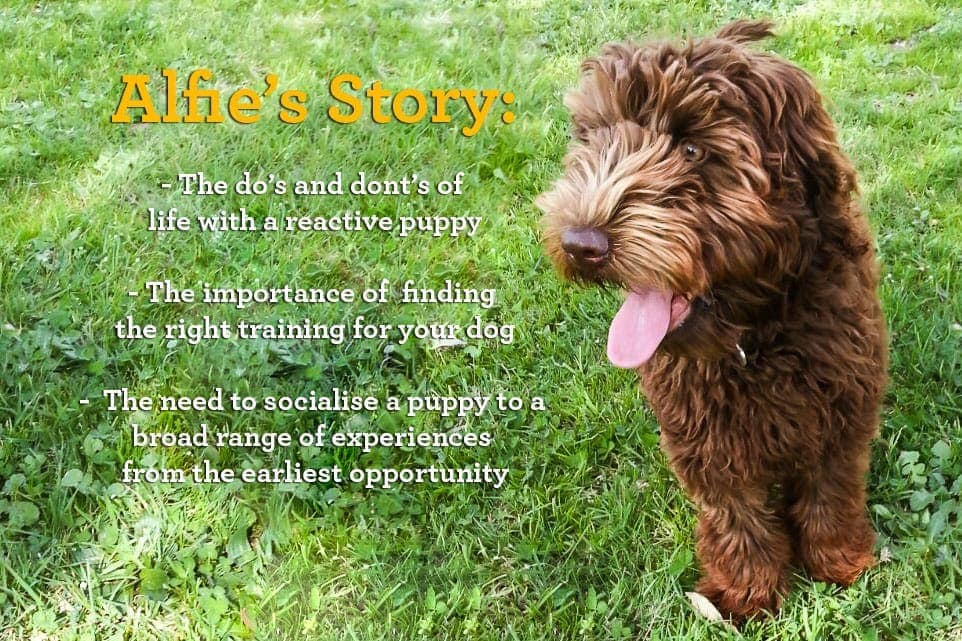 Alfie the Labradoodle was a reactive puppy and required rehabilitation.
