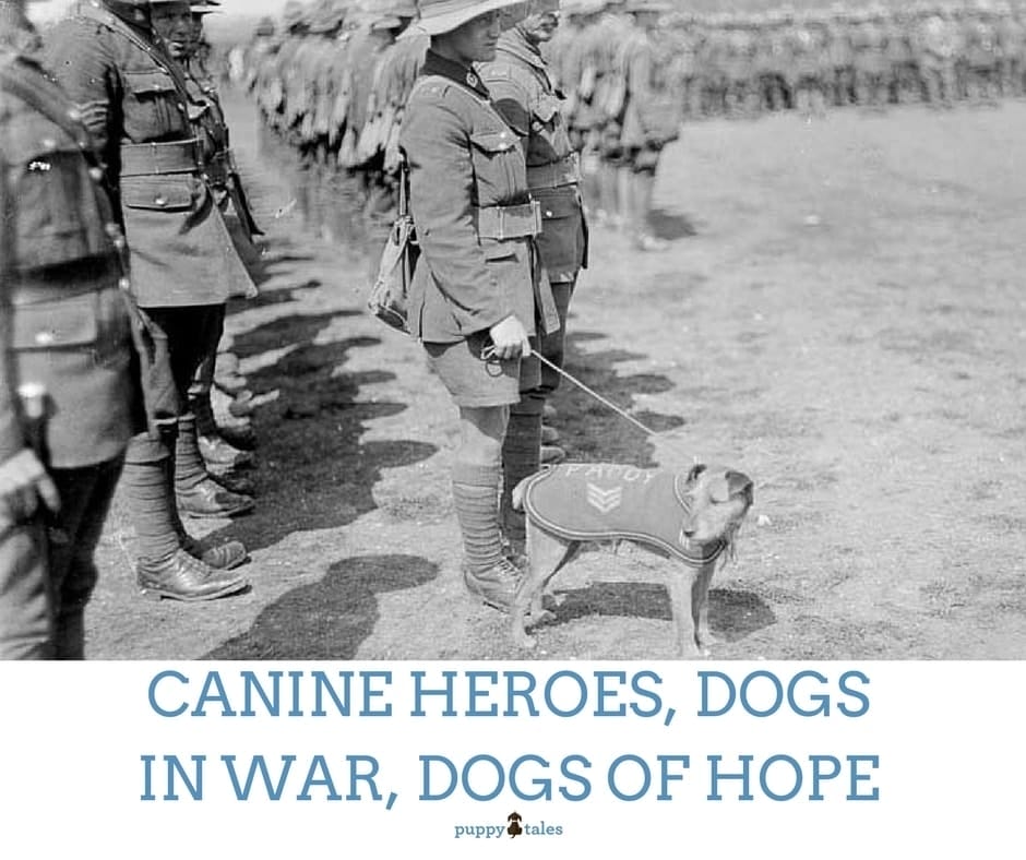 Canine Heroes, Dogs in War, Dogs of Hope | Puppy Tales