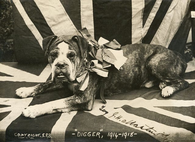 Digger the Bulldog ~ Served with the Australian Forces in World War One