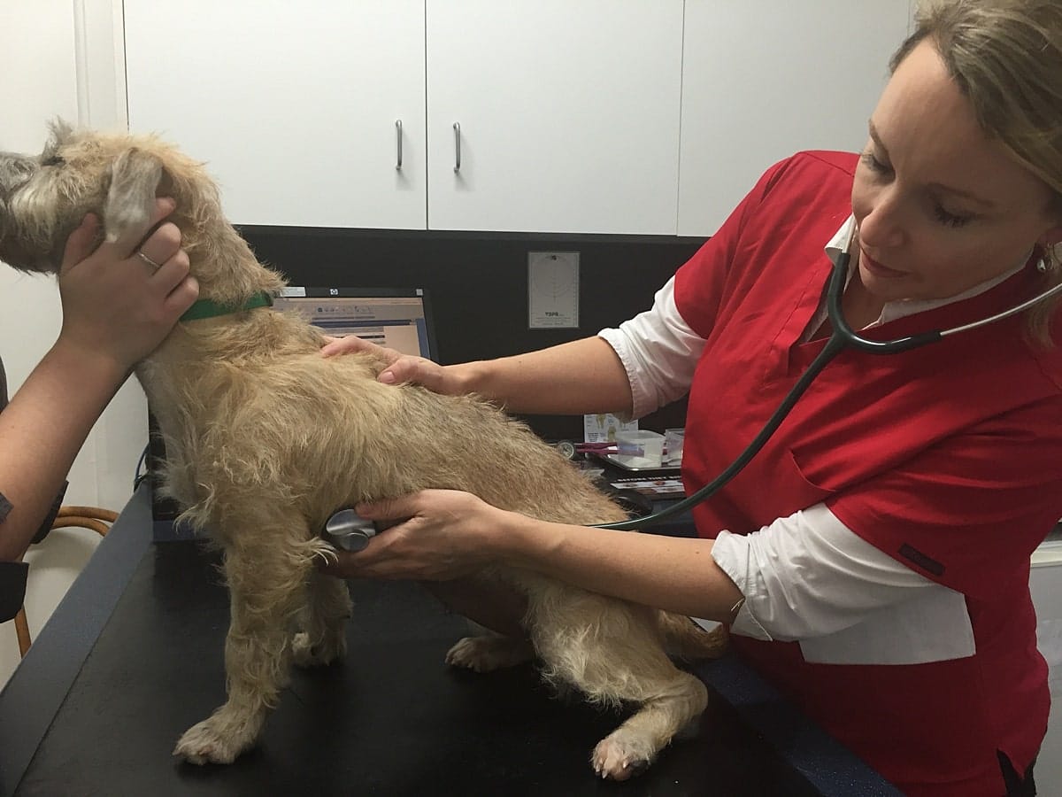 First Aid for Dogs Basic Examination Check Heart rate