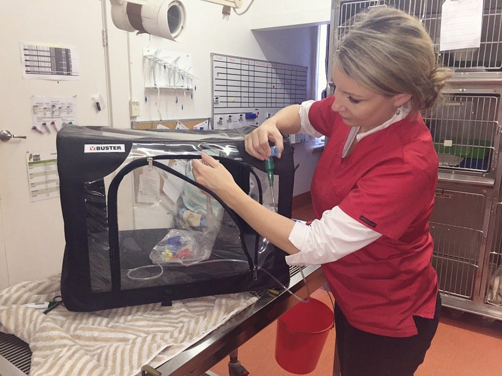 Oxygen cage used in treating dogs with heatstroke