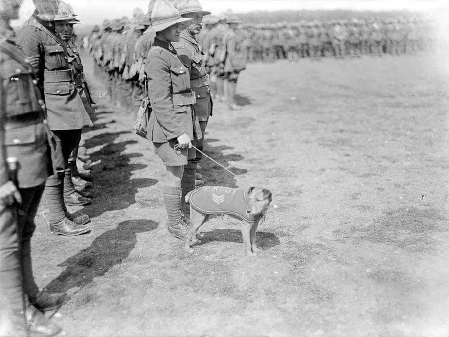 Paddy the Irish Terrier served with the New Zealand Army in World War One