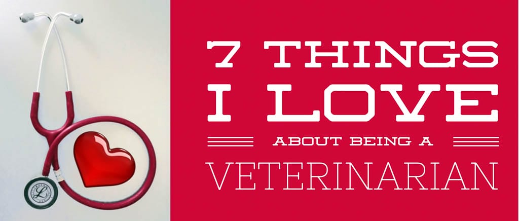 7 Things I Love About Being a Veterinarian