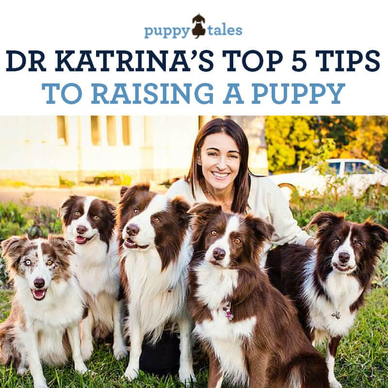 Title Graphic for Puppy Tales blog article about Dr Katrina's Top 5 tips to Raising a Puppy