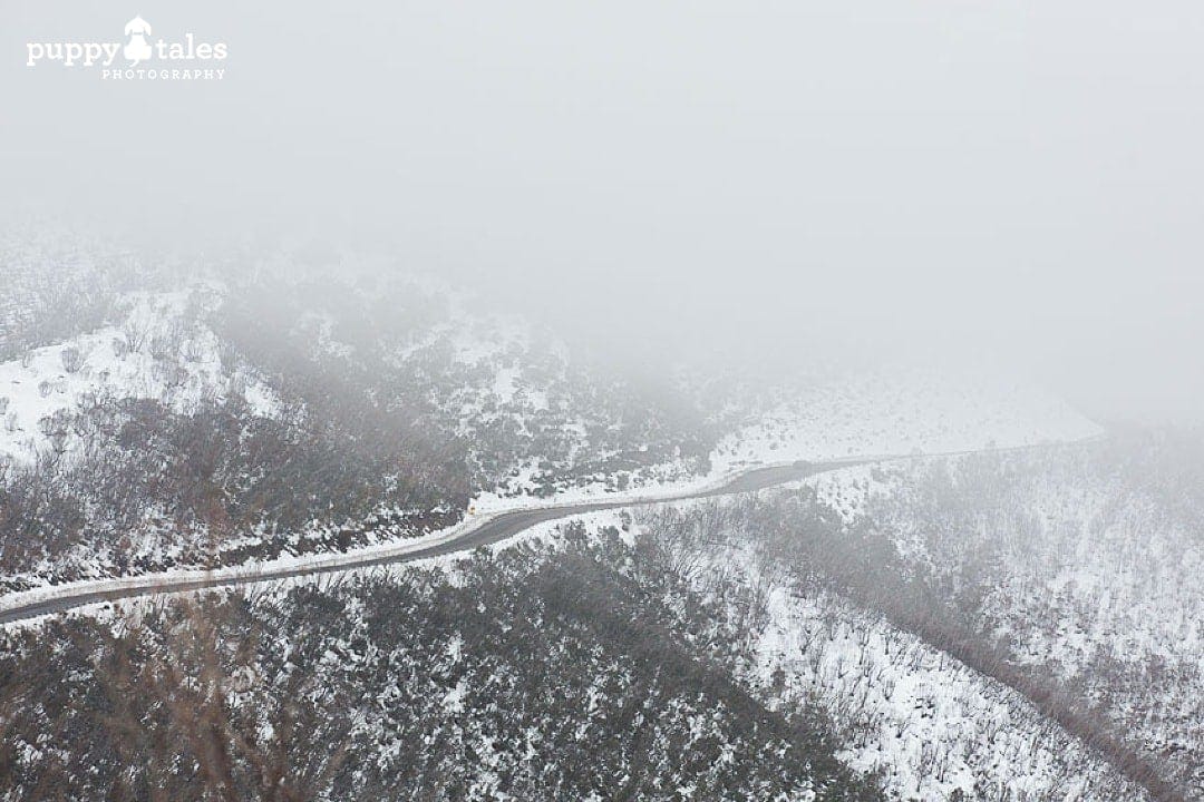 puppytalesphotography road over mount hotham 1