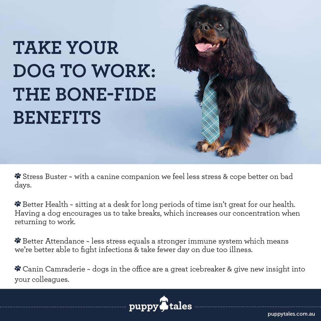 The benefits of taking your dog to work with you.