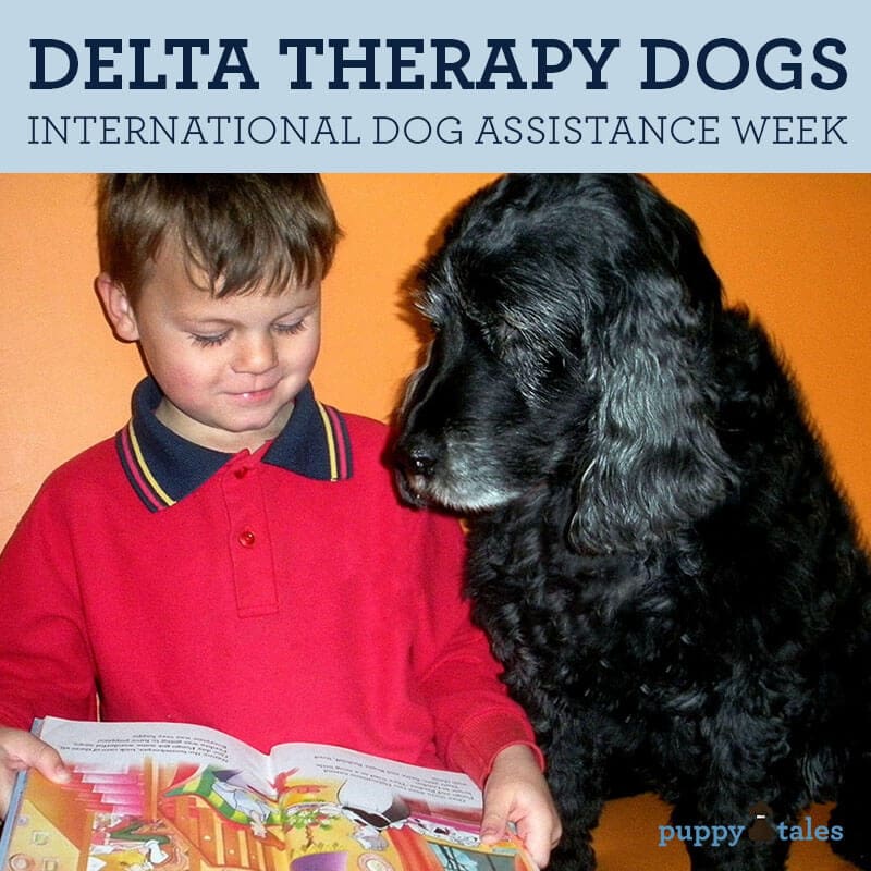 Delta Therapy Dog International Dog Assistance Week