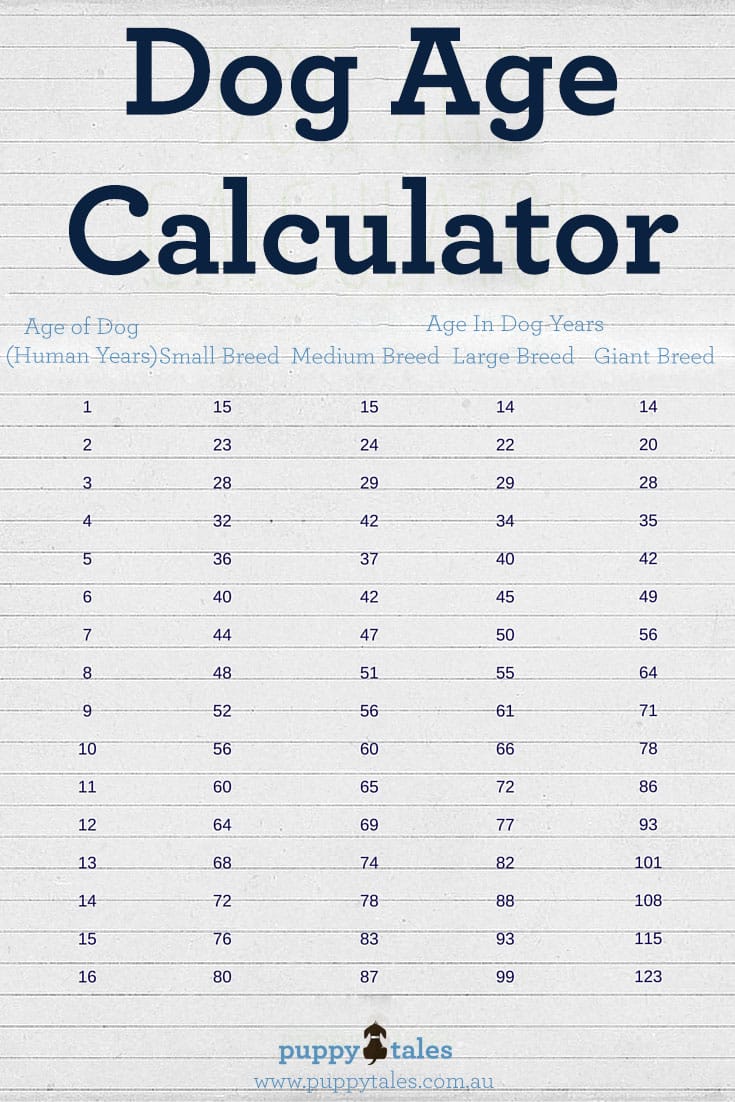 Pinterest graphic for a blog on Puppy Tales Website featuring a Dog Age Calculator