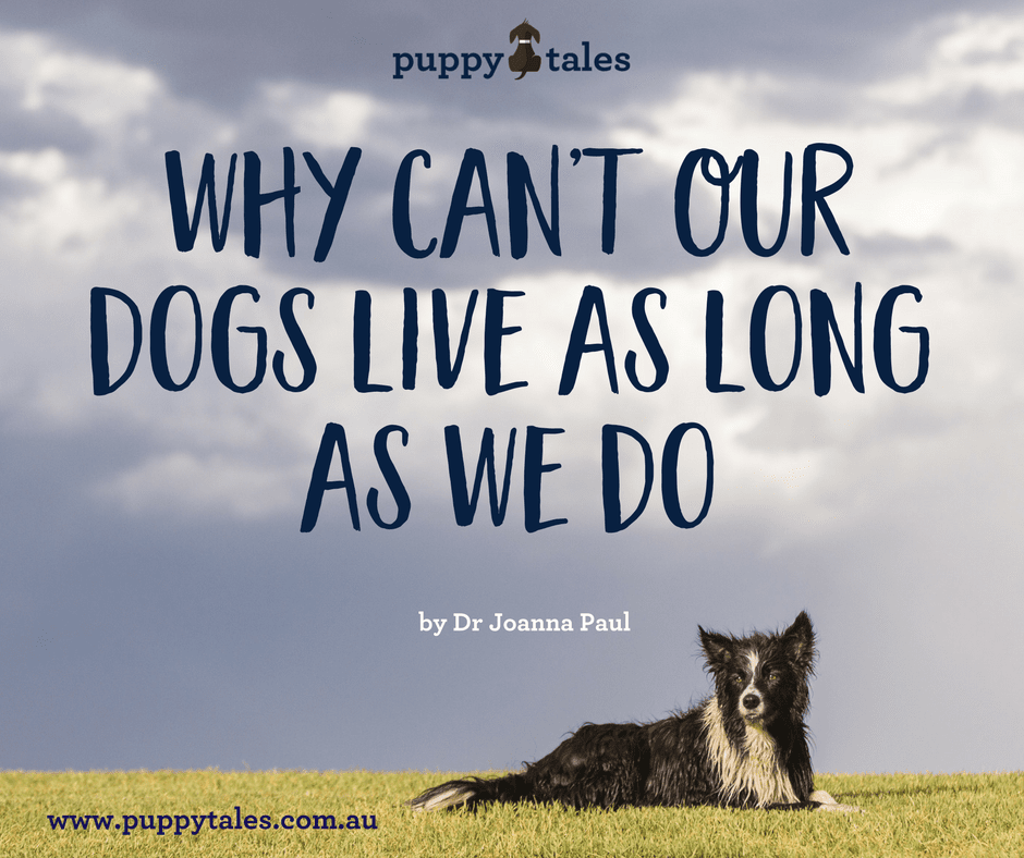 Title for an article about Why Can't Our Dogs Live as Long as We Do featuring a black and white furry dog on a green grass with a cloudy sky on the background