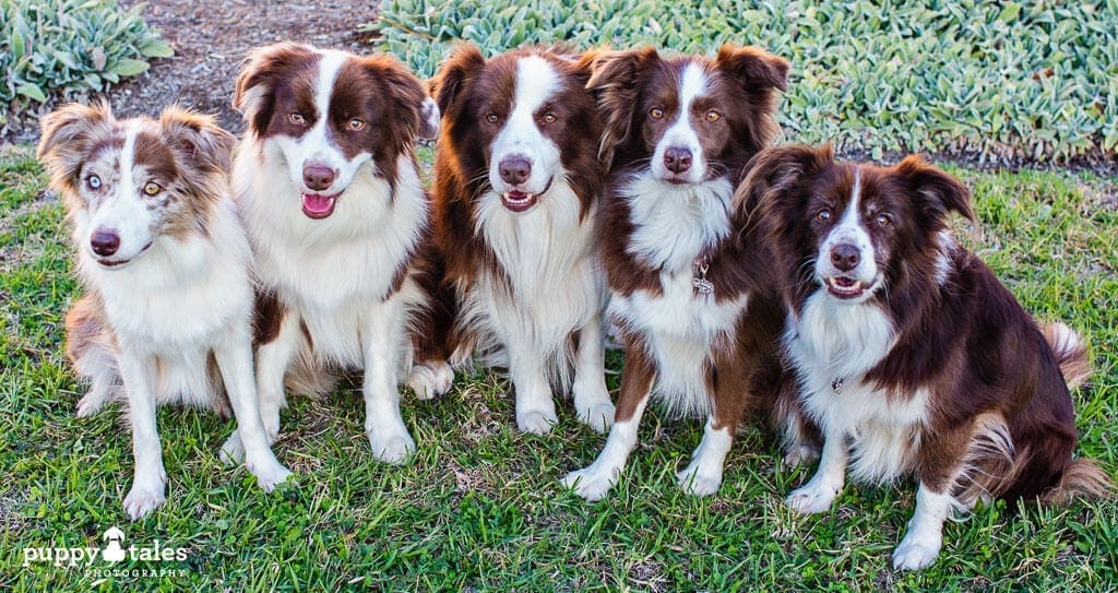 Willow falling border store collies