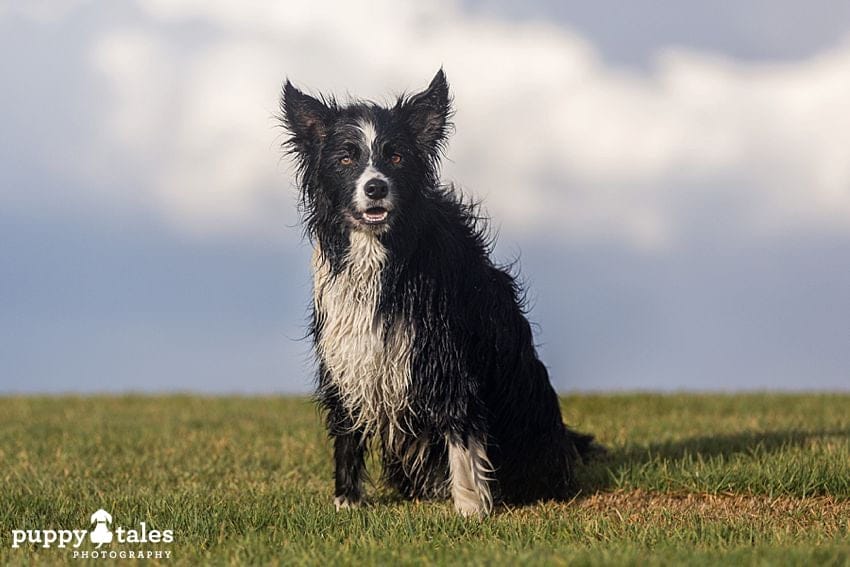 Black and white dog posing on green grass with a cloudy sky on the background.
