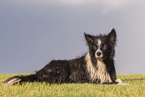 Feature image for Puppy Tales article on Why Can't Our Dogs Live Long as We Do. Image features a black and white dog on a green grass.