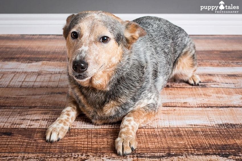 Australian Cattle Dog Liberty Belle is deaf