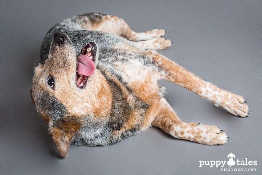 Deaf Australian Cattle Dog Liberty Belle showing her playfulness