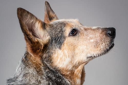 5 Sound Bites about Your Dog’s Hearing Health
