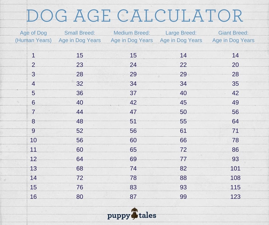 Dog Age Calculator