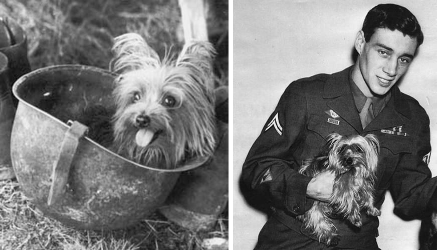 World War Two Dog: Smoky