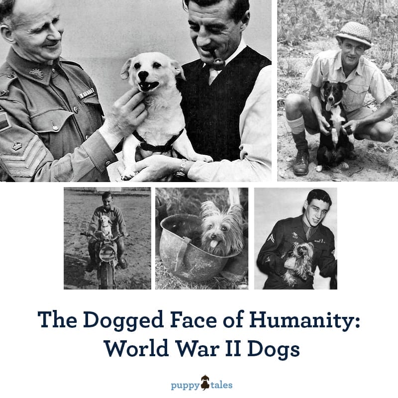 The Dogged Face of Humanity World War II Dogs