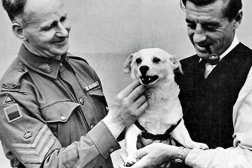 World War II Dogs