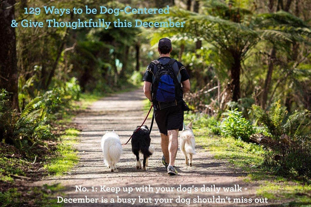 Ways to be Dog - Centred & Give Thoughtfully this December ~ Keep up wiht your dog's daily walk.