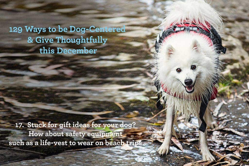 Ways to be Dog - Centred & Give Thoughtfully this December ~ Give your dog a practical gift like safety equipment