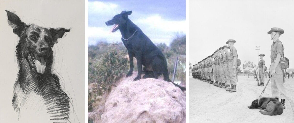 Australian Military Dog ~ Caesar ~ Vietnam War