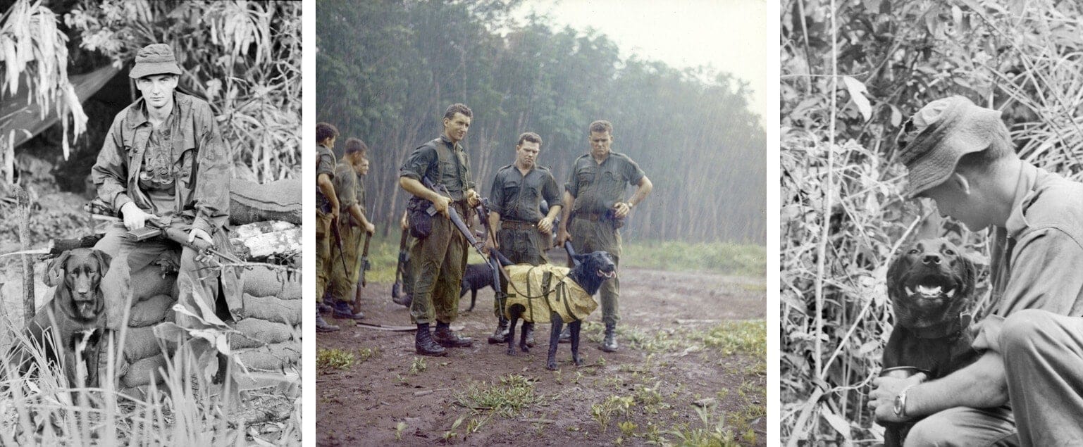 Australian Military Dog ~ Justin ~ Vietnam War