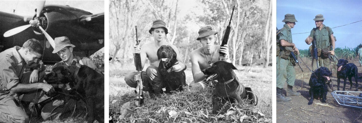 Australian Military Dog ~ Marcus ~ Vietnam War