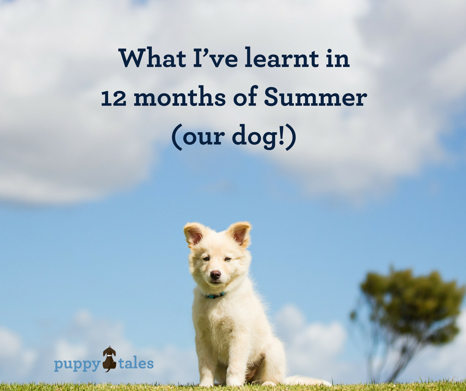 The First 12 months with our Puppy Summer