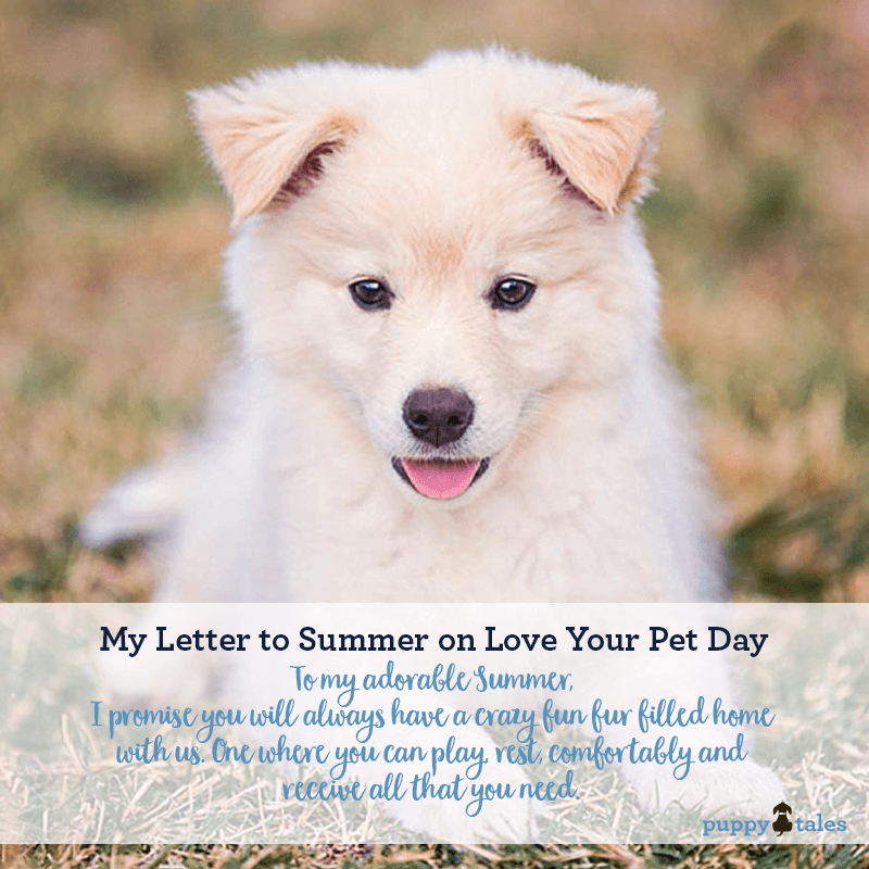 My promises to our new border collie puppy Summer on Love your Pet Day.